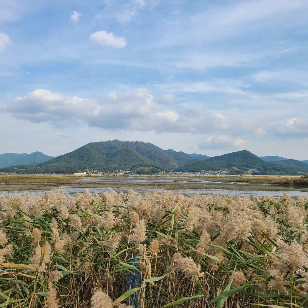 강진만생태공원(Gangjin Bay Ecological Park)