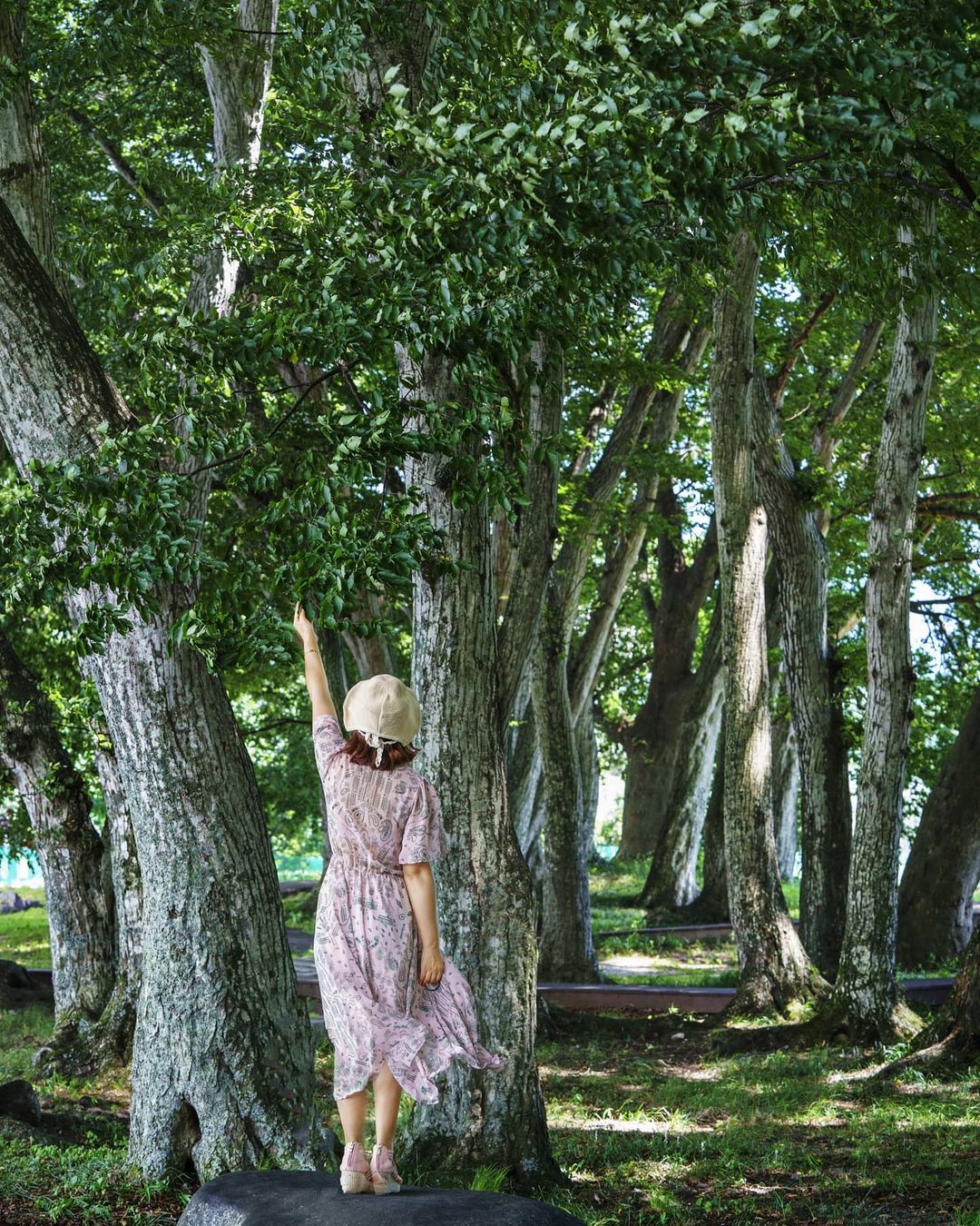 서어나무숲(Hornbeam Forest)'s picture