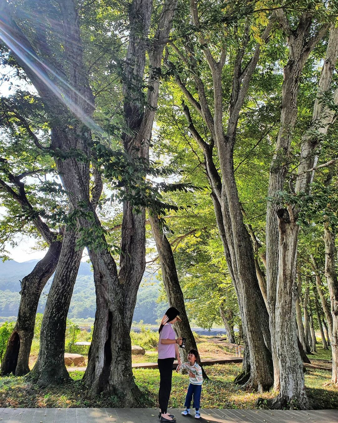 서어나무숲(Hornbeam Forest)'s picture