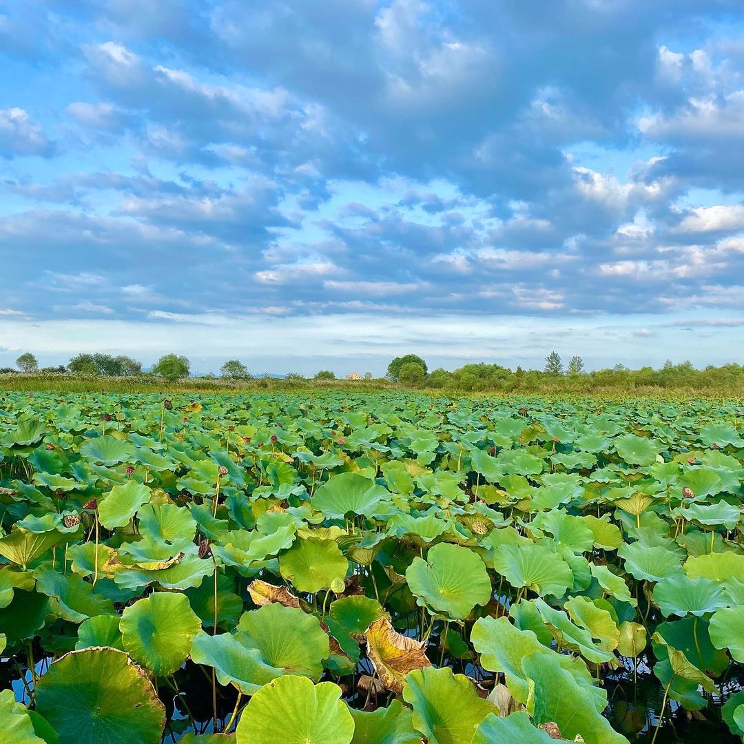 용안생태습지공원(Yongan Ecological Wetland Park)