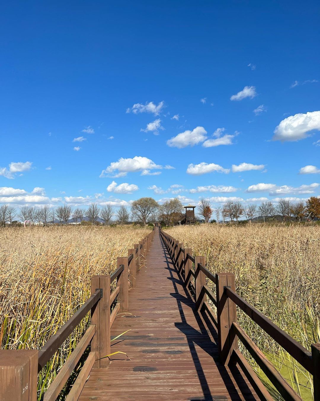 비봉습지공원(Bibong Wetland Park)