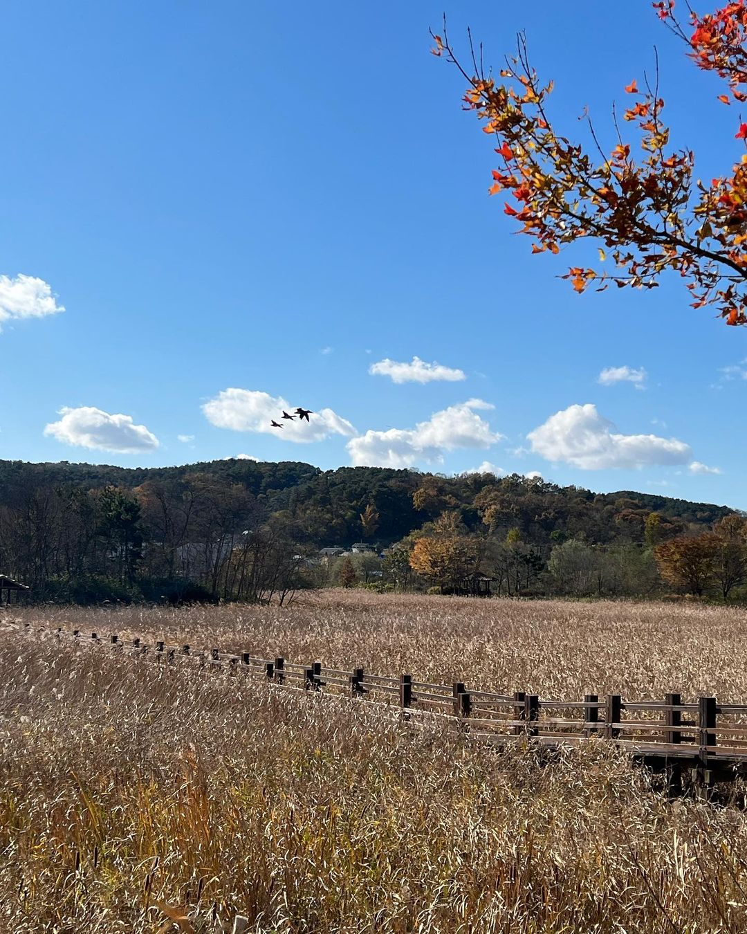 비봉습지공원(Bibong Wetland Park)