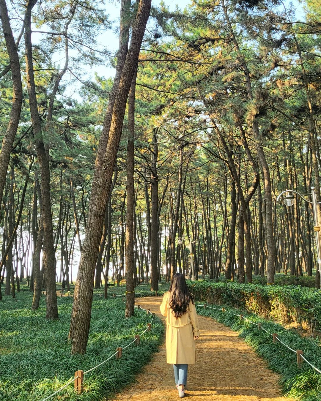 장항송림산림욕장