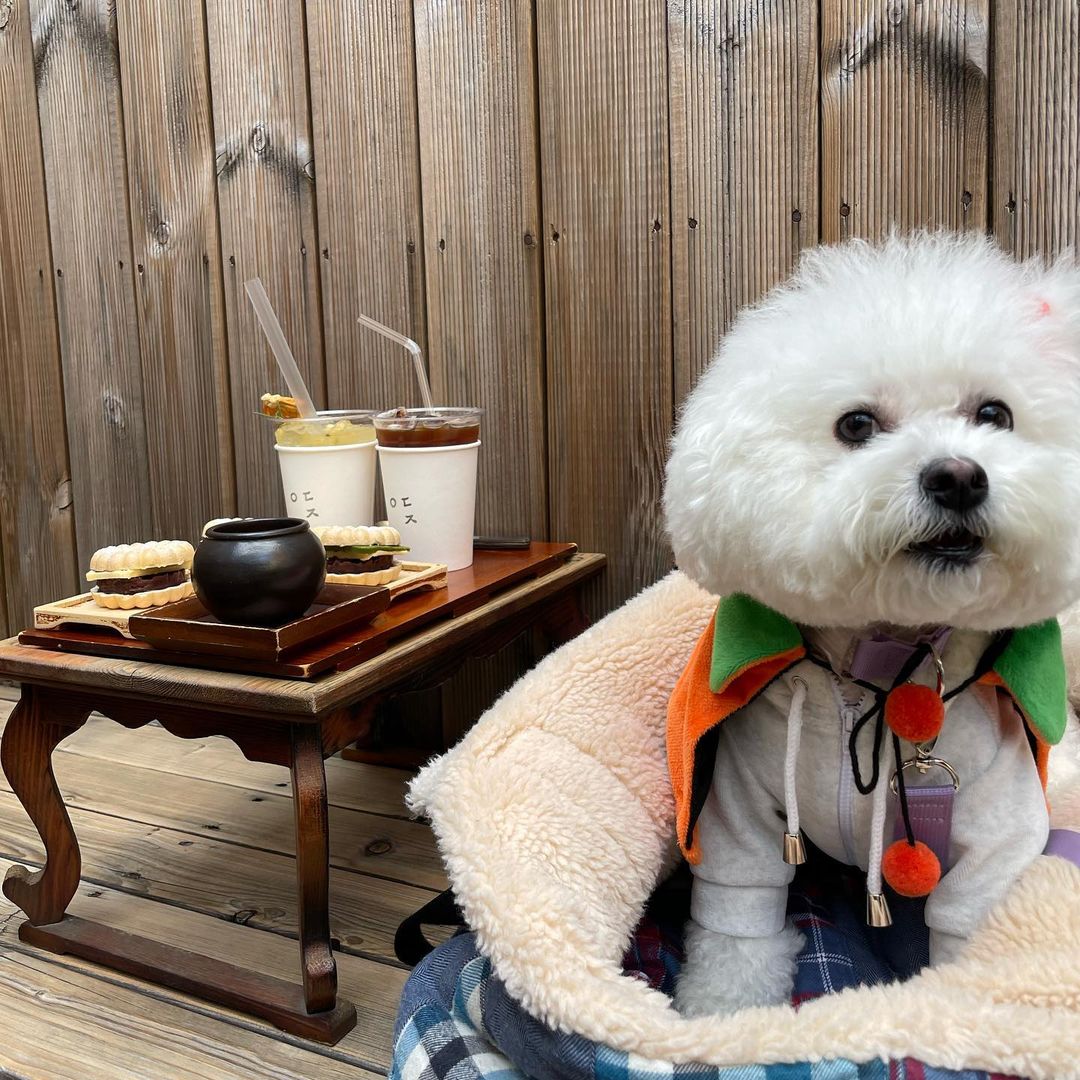 우디집(Woody Zip)