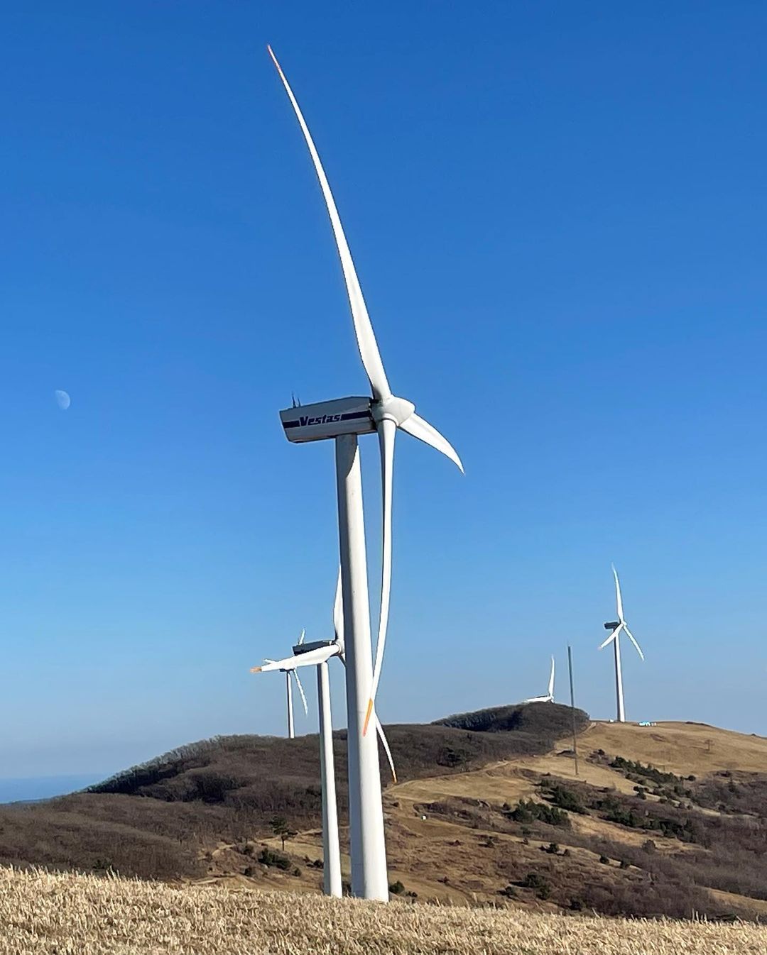 대관령삼양목장's picture