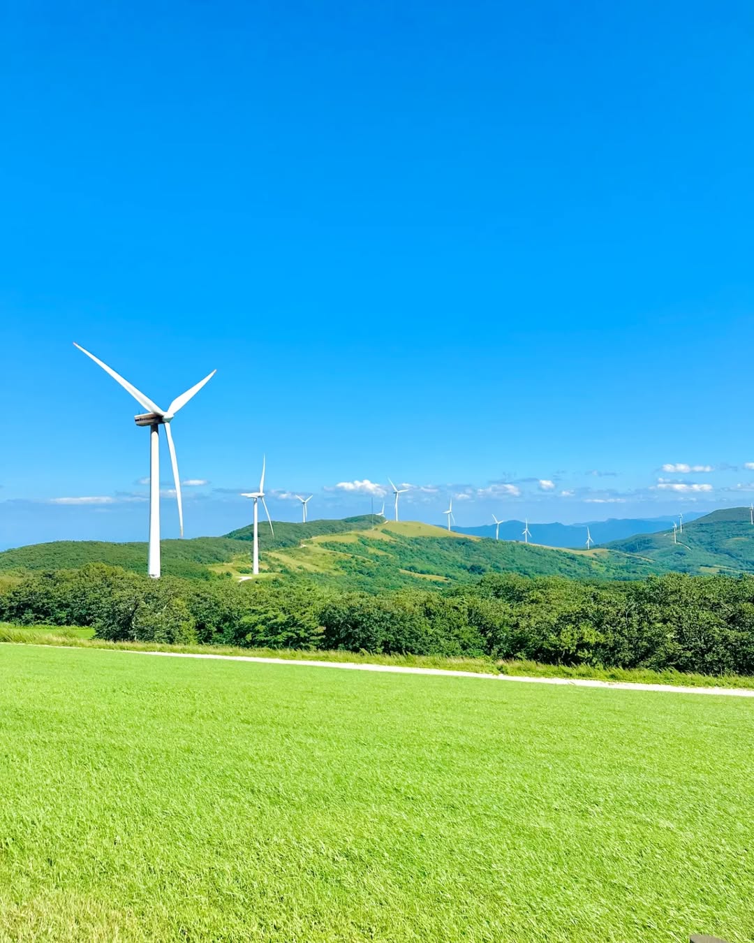 대관령삼양목장's picture