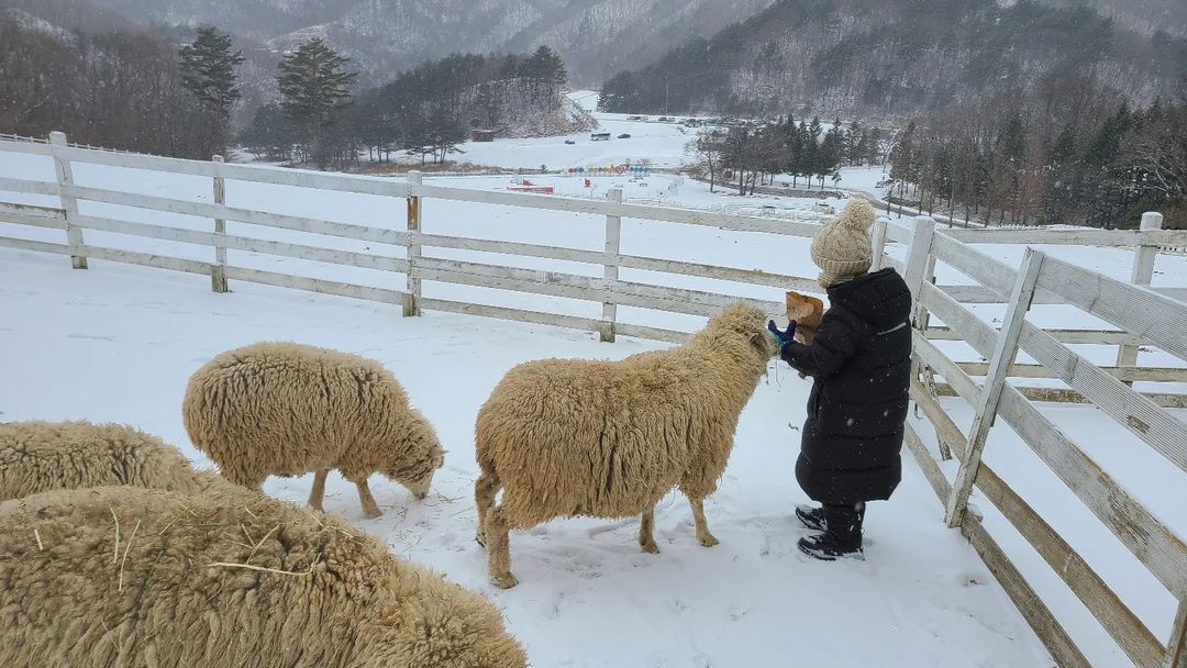 대관령하늘목장's picture