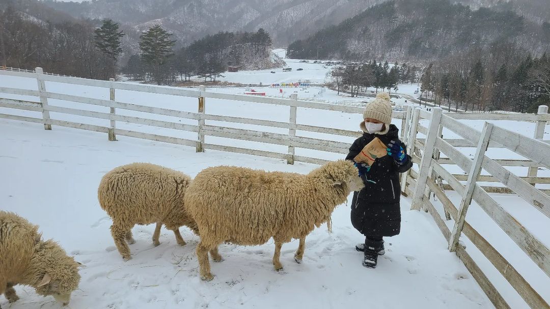대관령하늘목장's picture